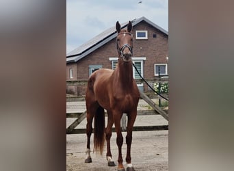KWPN, Mare, 3 years, 17 hh, Chestnut-Red