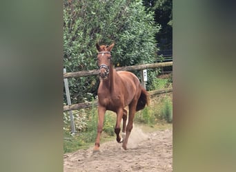 KWPN, Mare, 3 years, 17 hh, Chestnut-Red