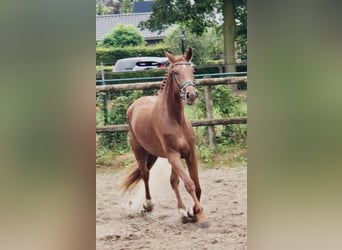 KWPN, Mare, 3 years, 17 hh, Chestnut-Red