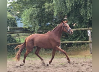 KWPN, Mare, 3 years, 17 hh, Chestnut-Red