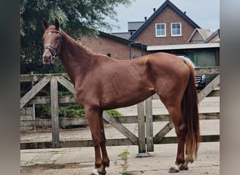KWPN, Mare, 3 years, 17 hh, Chestnut-Red