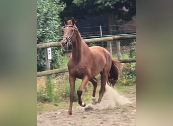 KWPN, Mare, 3 years, 17 hh, Chestnut-Red