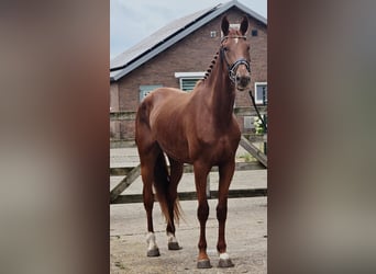 KWPN, Mare, 3 years, 17 hh, Chestnut-Red