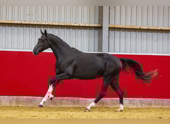 KWPN, Mare, 3 years, Black