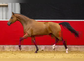 KWPN, Mare, 3 years, Brown