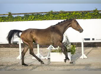 KWPN, Mare, 3 years, Brown