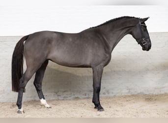 KWPN, Mare, 3 years, Gray