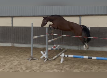 KWPN Mix, Mare, 3 years