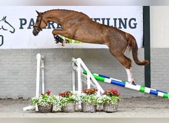 KWPN, Mare, 3 years
