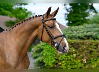 KWPN, Mare, 3 years