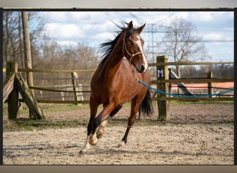 KWPN, Mare, 4 years, 15.1 hh, Chestnut