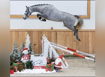 KWPN, Mare, 4 years, 15.1 hh, Gray