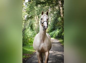 KWPN, Mare, 4 years, 15.1 hh, Palomino