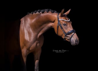 KWPN, Mare, 4 years, 15.2 hh, Brown