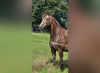 KWPN Mix, Mare, 4 years, 15.2 hh, Chestnut-Red