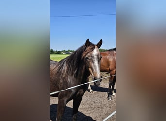 KWPN Mix, Mare, 4 years, 15.2 hh, Chestnut-Red