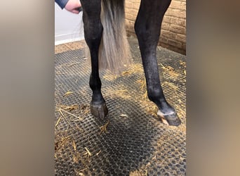 KWPN, Mare, 4 years, 15.2 hh, Gray
