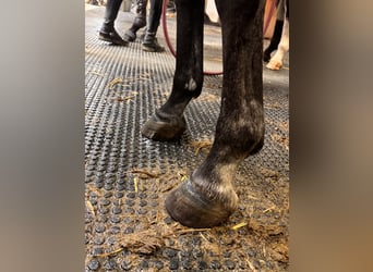 KWPN, Mare, 4 years, 15.2 hh, Gray