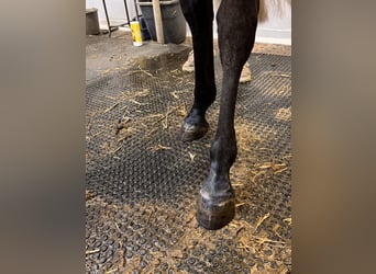 KWPN, Mare, 4 years, 15.2 hh, Gray
