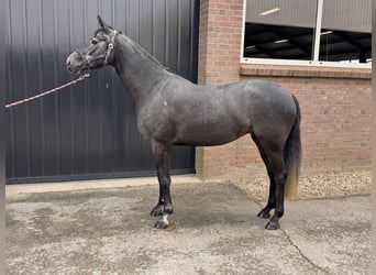 KWPN, Mare, 4 years, 15.2 hh, Gray