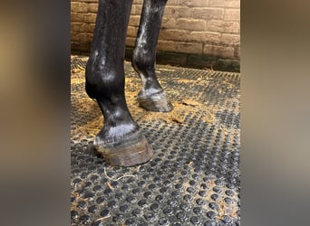 KWPN, Mare, 4 years, 15.2 hh, Gray