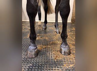 KWPN, Mare, 4 years, 15.2 hh, Gray
