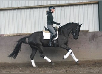 KWPN, Mare, 4 years, 15.3 hh, Black