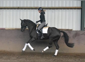 KWPN, Mare, 4 years, 15.3 hh, Black