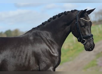 KWPN, Mare, 4 years, 15.3 hh, Black