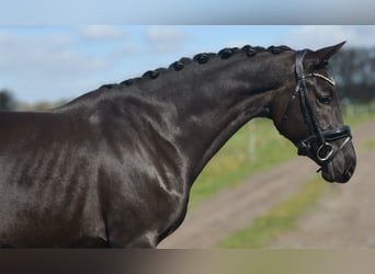 KWPN, Mare, 4 years, 15.3 hh, Black