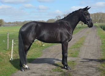 KWPN, Mare, 4 years, 15.3 hh, Black