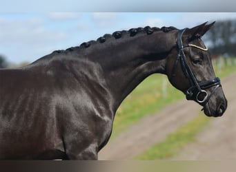 KWPN, Mare, 4 years, 15.3 hh, Black