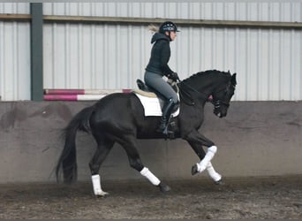 KWPN, Mare, 4 years, 15.3 hh, Black
