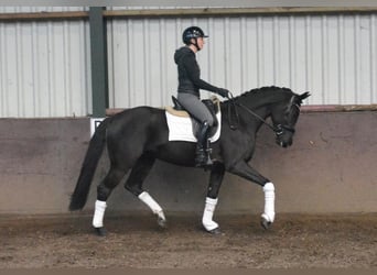 KWPN, Mare, 4 years, 15.3 hh, Black