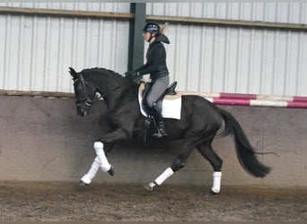 KWPN, Mare, 4 years, 15.3 hh, Black