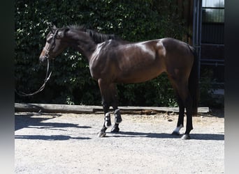 KWPN, Mare, 4 years, 15.3 hh, Brown