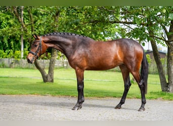 KWPN, Mare, 4 years, 15.3 hh, Brown