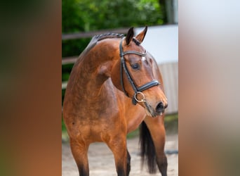 KWPN, Mare, 4 years, 15.3 hh, Brown