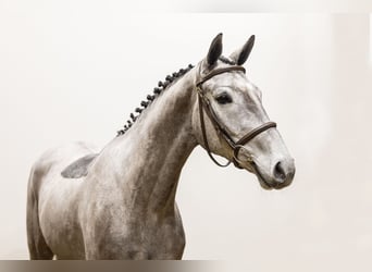 KWPN, Mare, 4 years, 15,3 hh, Can be white