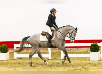 KWPN, Mare, 4 years, 15,3 hh, Can be white