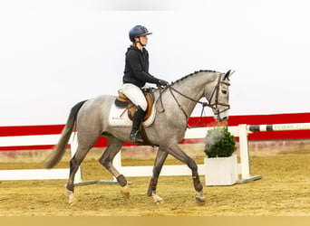 KWPN, Mare, 4 years, 15,3 hh, Can be white