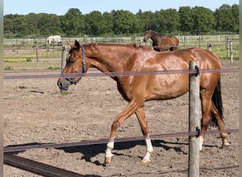 KWPN, Mare, 4 years, 15.3 hh, Chestnut