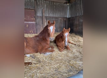 KWPN, Mare, 4 years, 15.3 hh, Chestnut