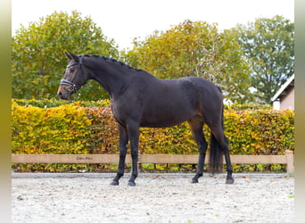 KWPN, Mare, 4 years, 15.3 hh, Smoky-Black