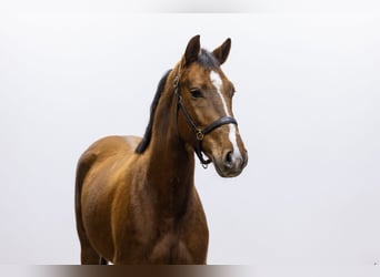 KWPN, Mare, 4 years, 15 hh, Chestnut-Red