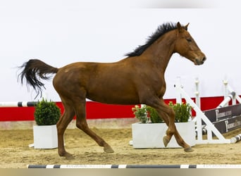 KWPN, Mare, 4 years, 15 hh, Chestnut-Red