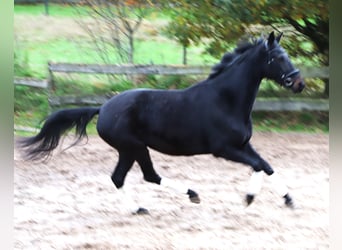 KWPN, Mare, 4 years, 15,1 hh, Black