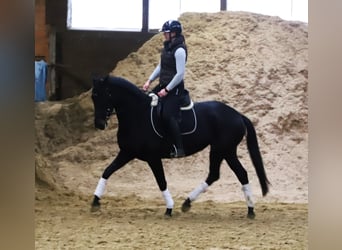 KWPN, Mare, 4 years, 15,2 hh, Black