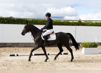 KWPN, Mare, 4 years, 15,2 hh, Black