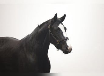 KWPN, Mare, 4 years, 15,2 hh, Black
